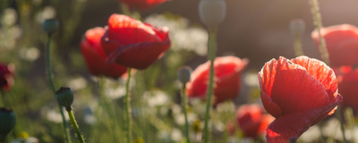 Mohn, Goldenes Dreieck, Thailand Reisen