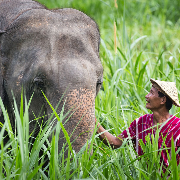 Willkommen im Elephant Hills Elephant Camp, Khao Sok, Thailand Reise