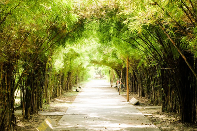Bambusallee, Bangkok, Thailand Naturreise