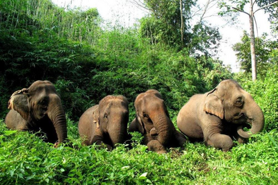 Elefanten, Four Seasons Tented Camp, Thailand Luxusreise, Natur