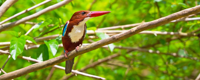 Khao Sok Nationalpark ,Eisvogel, Thailand Reisen 