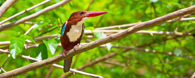 Khao Sok Nationalpark ,Eisvogel, Thailand Reisen 