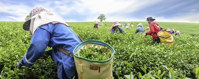 Teeplantage in Chiang Rai, Thailand Reisen