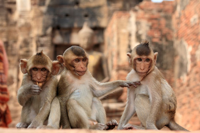 Affenstadt Lopburi, Thailand Rundreise