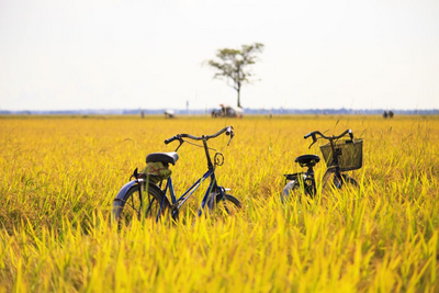 Fahrradtour, Reisfeld, Thailand Rundreise