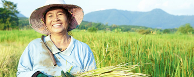 Farmerin bei der Reisernte, Thailand Reisen