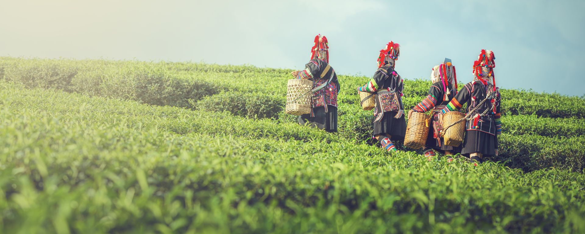 Bergvolk Akha, Teeplantage, Thailand Reisen