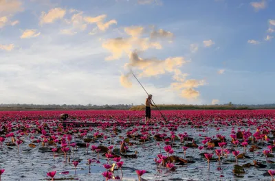 Talay Bua Daeng, Thailand Reise