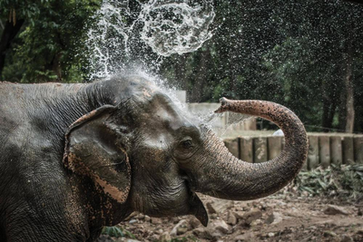 Elefantenbaden, Four Seasons Tented Camp, Thailand , Laos und Kambodscha Luxusreise, Tiere