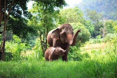 Elefanten, Thailand Reise, Natur