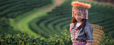 Teefeld in Chiang Mai, Thailand Reisen 